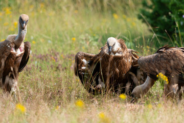 Vautour fauve,.Gyps fulvus, Griffon Vulture, Parc naturel régional des grands causses 48, Lozere, France