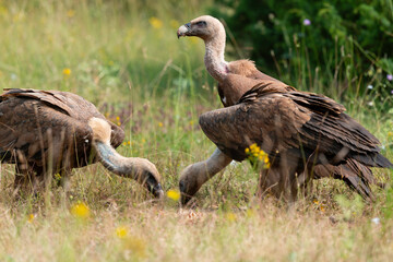 Vautour fauve,.Gyps fulvus, Griffon Vulture, Parc naturel régional des grands causses 48, Lozere, France