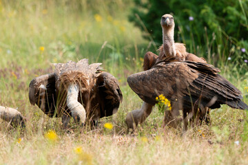 Vautour fauve,.Gyps fulvus, Griffon Vulture, Parc naturel régional des grands causses 48, Lozere, France