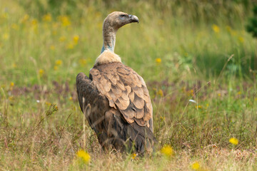 Vautour fauve,.Gyps fulvus, Griffon Vulture, Parc naturel régional des grands causses 48, Lozere, France