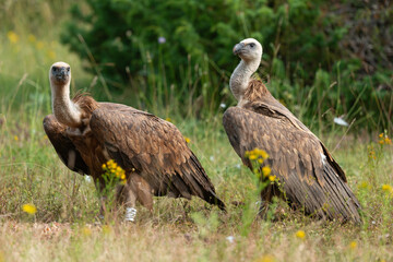 Vautour fauve,.Gyps fulvus, Griffon Vulture, Parc naturel régional des grands causses 48, Lozere, France
