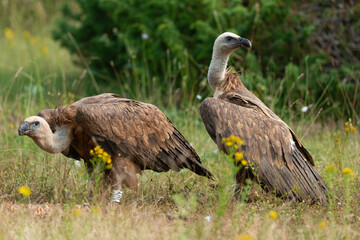 Vautour fauve,.Gyps fulvus, Griffon Vulture, Parc naturel régional des grands causses 48, Lozere, France