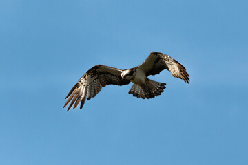 Balbuzard pêcheur, Pandion haliaetus, Western Osprey