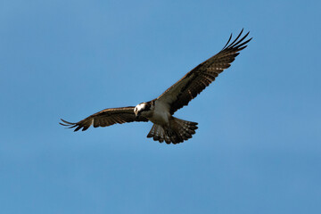 Balbuzard pêcheur, Pandion haliaetus, Western Osprey