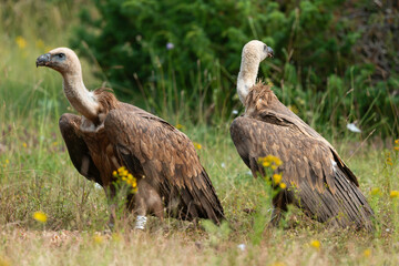 Vautour fauve,.Gyps fulvus, Griffon Vulture, Parc naturel régional des grands causses 48, Lozere, France
