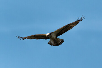 Balbuzard pêcheur, Pandion haliaetus, Western Osprey