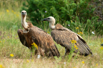 Vautour fauve,.Gyps fulvus, Griffon Vulture, Parc naturel régional des grands causses 48, Lozere, France