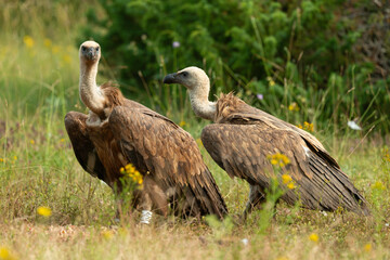 Fototapeta premium Vautour fauve,.Gyps fulvus, Griffon Vulture, Parc naturel régional des grands causses 48, Lozere, France