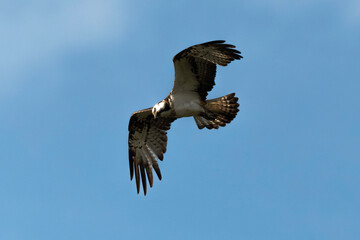 Balbuzard pêcheur, Pandion haliaetus, Western Osprey