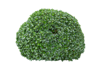 green bush isolated transparency background.