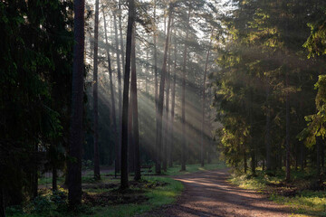 Obraz premium landscape from a foggy morning, sunrise in the fog, sun rays shine in the forest through tree branches