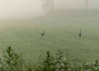landscape from a foggy morning, sunrise in the fog, cranes foraging in a meadow