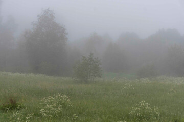 landscape from a foggy morning, sunrise in the fog, blurred and blurred silhouettes of trees and plants