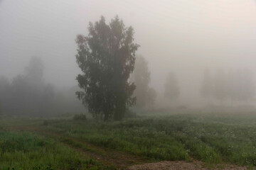 landscape from a foggy morning, sunrise in the fog, blurred and blurred silhouettes of trees and plants