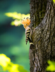 Beautiful Upupa epops Hoopoe they feed their young in a nest in a tree. © Jiří Fejkl