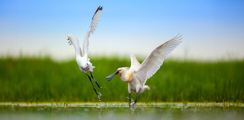 Eurasian spoonbill Platalea leucorodia fight and it searches for food in the beautiful wetland with its long beak.