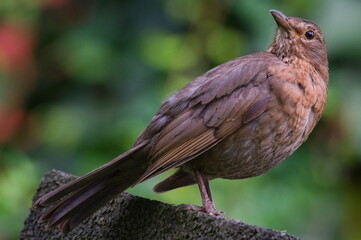Turdus merula aka Eurasian or Common blackbird female close-up portrait. Common bird in Czech republic.