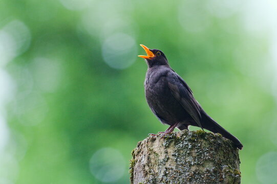 Eurasian blackbird aka The common blackbird or Turdus merula close-up portrait. Singing with open beak. Funny animal photo. Copy space.
