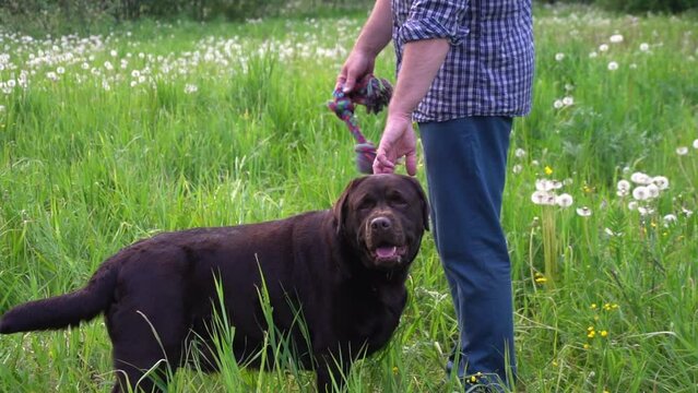 man holds his dog by the collar, the dog waits calmly. human-animal interaction. hd horizontal video. average plan.