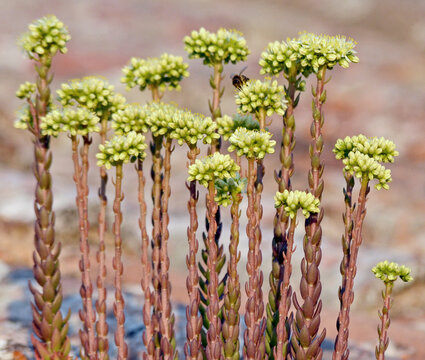 Nizza Fetthenne oder Petrosedum sediforme