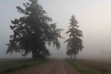 landscape from a foggy morning, sunrise in the fog, blurred and blurred silhouettes of trees and plants