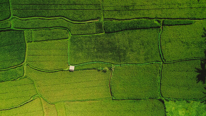 Top view of green rice fields in rural Bali. Natural pattern background. Agro-industrial traditional culture of Southeast Asia for growing rice. Harvest time.