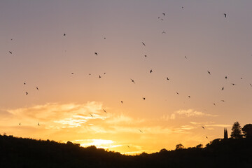 Birds soaring in the sunset sky over silhouette landscape