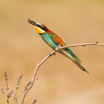 European bee-eater with prey on branch in natural habitat