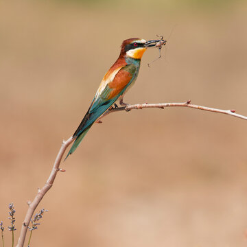 European bee-eater, Merops apiaster, catching a grasshopper