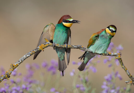 Two colorful European bee-eaters perched on a branch