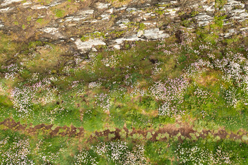 Wildflowers dotting a rugged rock landscape