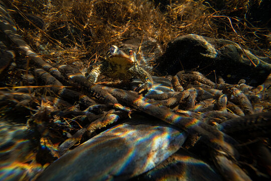 Common toad amidst mating season frenzy