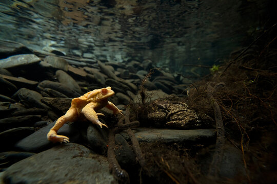 Mating Common Toads Underwater Scene