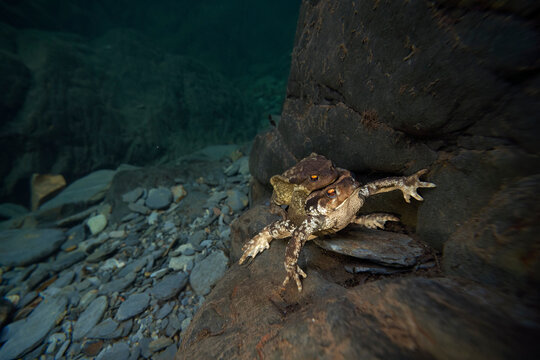Common toads mating in their natural aquatic habitat