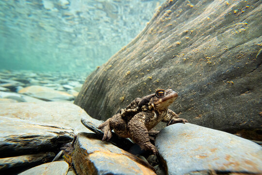 Common toad rests on rocks in natural habitat