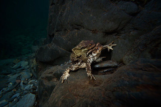Common toads in mating season on rocky terrain