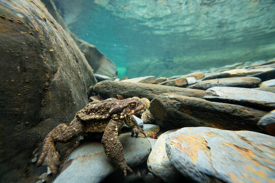 Common toad underwater on a rocky riverbed