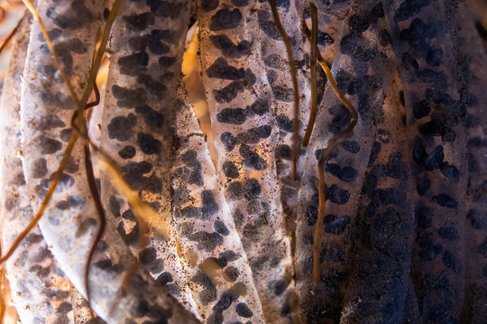 Close-up of common toad eggs in translucent strings