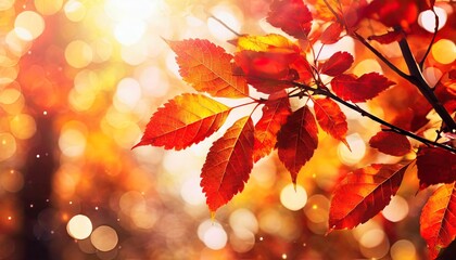 Fototapeta premium autumn leaves background