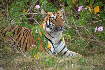 Tiger Lying  down