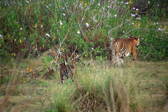 Tiger with child