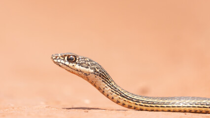 An eye level view of the head and neck of a Desert Striped Whipsnake on the flat surface of a dirt road in Southern Utah, USA on a sunny summer day. 