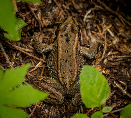 Brown Frog Hides on the Forest Floor of Olympic National Park