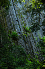Obraz premium Bright Green Plants Grow On The Slate Gray Of Basalt Columns