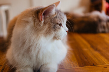 Cute fluffy cat looking away on wooden table