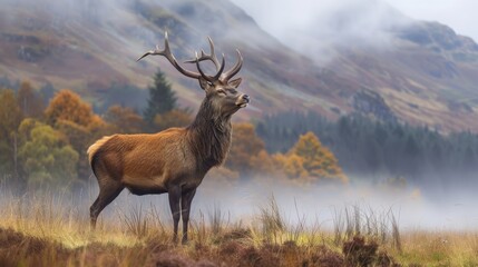 Fototapeta premium Red deer on a misty morning