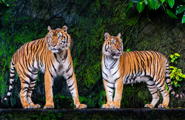 Two tigers were staring at something.
