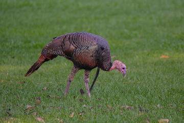 Turkey