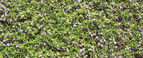 Colorful of pink flowering bush. Green hedge background with pink flowers in the garden. Panorama