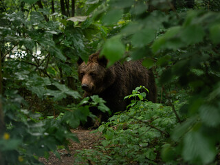 Brown bear in a dark and dense forest. Green leaves of the trees covering a part of the Ursus...